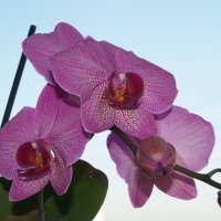 орхидея :: Алексей Короткевич