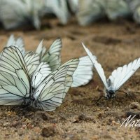 Бабочки на обочине дороги :: Натали Лисси