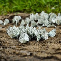 Бабочки на обочине дороги :: Натали Лисси