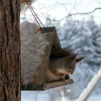 *** :: Олег Петрушов