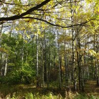 Осенний лес :: Наталия Короткова