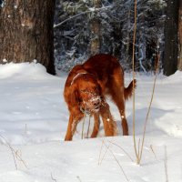 ::: :: Александр Крупин