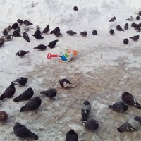 Фото-загадка Кто кормил голубей? :: Наталия С-ва