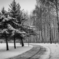 После снегопада :: Олег Козлов