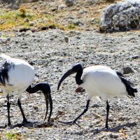 Птицы Эфиопии :: Valeri Klemenko