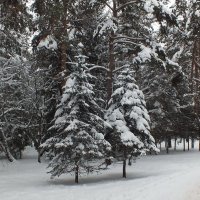 зимний лес :: Сергей Мышковский