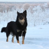 Пёс из Боблово... :: Юлия Левикова