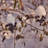 В зимних шапочках :: Лидия Цапко