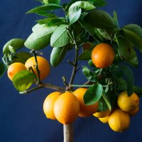 Сеня (наше домашнее лимонное дерево) :: Олег Неугодников