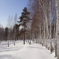 Берёзовая аллея :: Юрий Трапезников