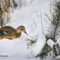 Встреча :: Алина Кожемяко