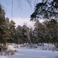 Снегом запорошены сосны и березки... :: Надежда 