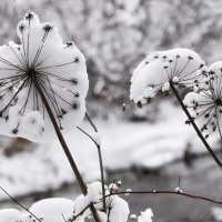После снегопада :: Диана Задворкина