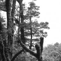 Сказочный лес в Новой зеландии. :: fototysa _