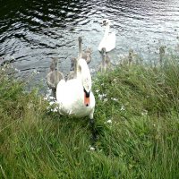 Swans ... :: Janis Jansons