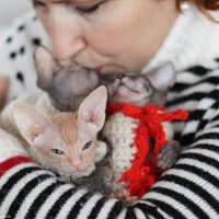 Тёплые коты :: Anastasia Nikiforova
