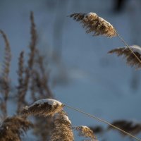 Зимний февральский пейзаж :: Виктор Алеветдинов