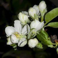 Яблони в цвету :: Марина Назарова