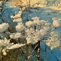 Зимний, солнечный денёк... :: Андрей Шейко