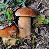 Самые красивые грибы! :: Мария Худякова