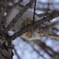 ... :: Светлана Винокурова