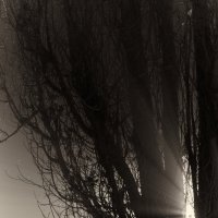 Ночной туман :: Валерий Тёсса