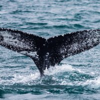 Наблюдение за китами на севере Исландии. :: Вячеслав Ковригин