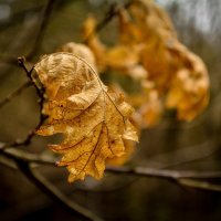 leaf :: Борис Б