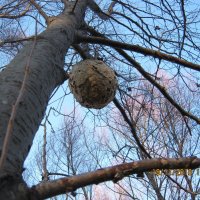 Гнездо :: Анатолий Кузьмич Корнилов