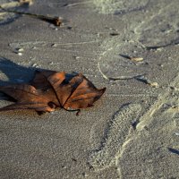 Осенний лист на песке :: Максим Цыбак