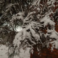 зелень в снегу :: Дарья Неживая
