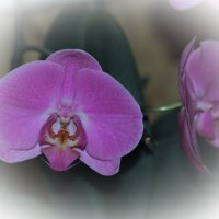 орхидея :: Nonna 