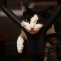 Ленивый кот :: Oili Karpova