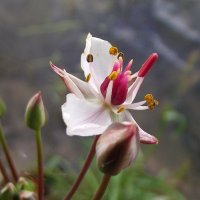 Болотный цветок сусак :: Елена Виноградова