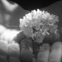 цветок на ладонях :: Валерия 