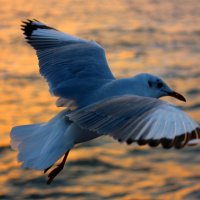 Голубые чайки 2 :: Александр Бычков