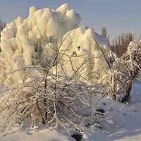 Ледяное дерево. :: Олег Сахнов