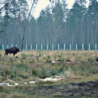 Один, могучий как гора :: Irene Freud