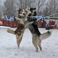 Танцуют все ! :: Светлана З