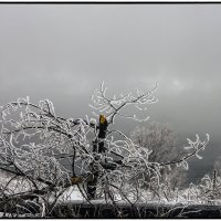 Трещал мороз, деревья пали, туман стелился над водой...... :: Юрий Клишин