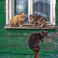 Три кота :: Ольга Маркова