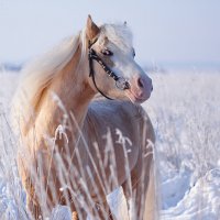 Розовый конь...)) :: Сергей 