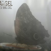 Бабочка в тумане. :: марсель 