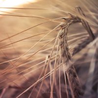 Серия. Вечерняя пшеница :: ainur gainutdinov