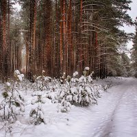 в лесу :: александр макаренко