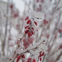 После дождя :: Олег Романович Усов