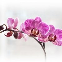 Орхидеи :: Boris Alabugin