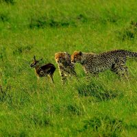 Охота молодых гепардов. :: fototysa _