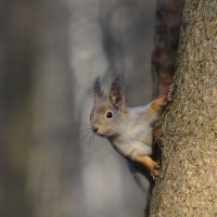 *** :: равил митюков