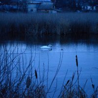 вечерняя река с лебедями :: Михаил Bobikov